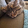 adorable, animal, cat, closeup, couch, cozy, cute, domestic_animal, fur, furry, indoor, kitten, nap, pet, relaxed, resting, sleeping, soft, tiny, whiskers