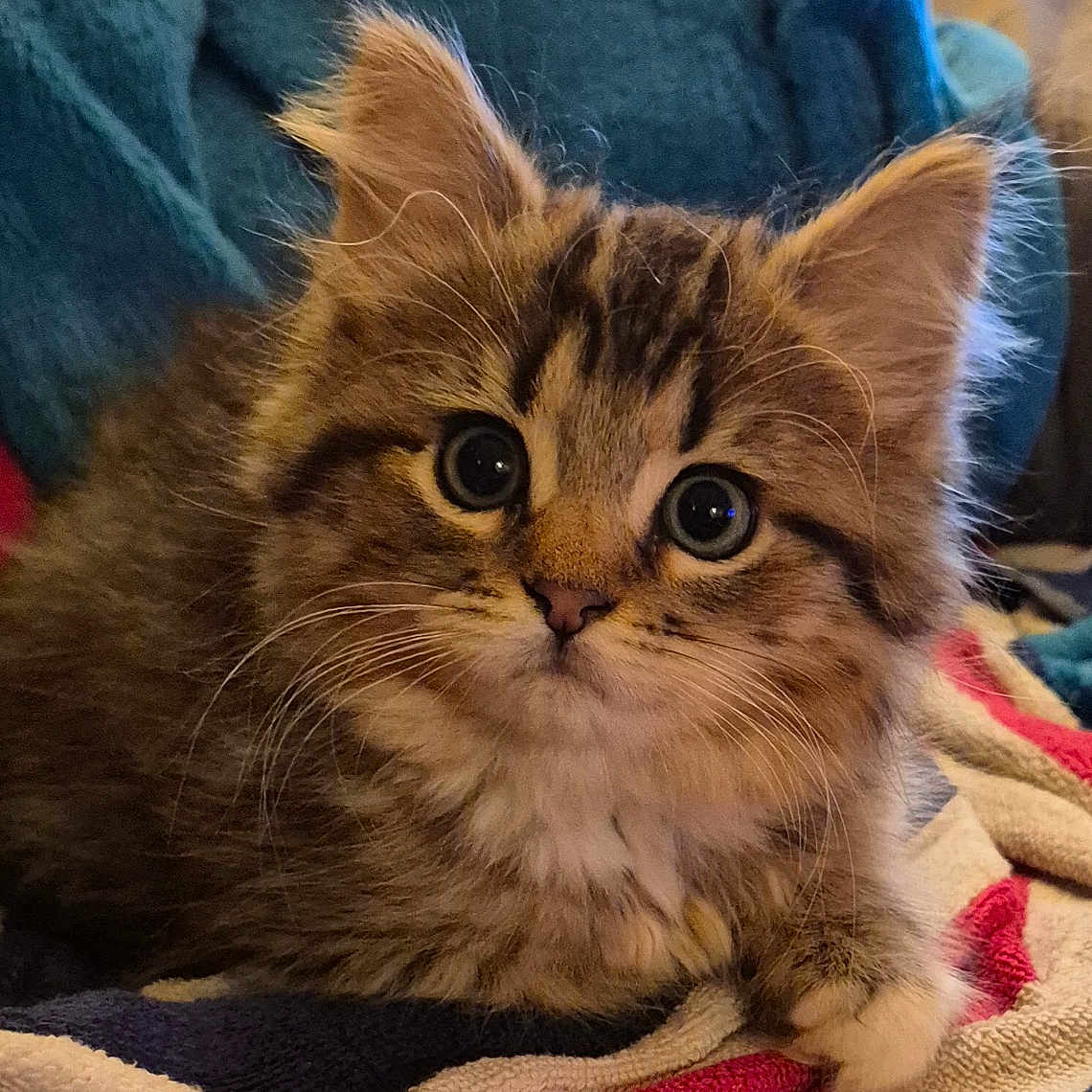 Leela is registered to the contest to win money with this photo: animal, blanket, cat, cozy, cute, cute_pet, domestic_animal, ears, eyes, feline, fluffy, fur, indoor, kitten, paws, pet, relaxed, striped, tabby, whiskers