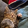 Leela is registered to the contest to win money with this photo: adorable, animal, blanket, closeup, comfort, cozy, cute, feline, fur, indoor, kitten, napping, paw, pet, pink_paw, relaxation, resting, sleeping, soft, tabby