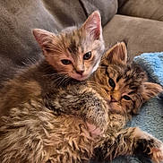 Leela is registered to the contest to win money with this photo: animal, blue_blanket, cat, closeup, companion, couch, cozy, cute, domestic, ears, fur, furry, indoor, kitten, paws, pet, resting, sleepy, snuggling, whiskers