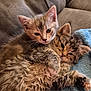 animal, blue_blanket, cat, closeup, companion, couch, cozy, cute, domestic, ears, fur, furry, indoor, kitten, paws, pet, resting, sleepy, snuggling, whiskers