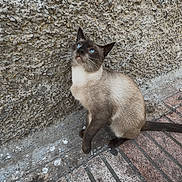 Xmen participe au concours pour gagner de l'argent avec cette photo : cat, siamese_cat, blue_eyes, animal, pet, outdoor, sidewalk, stone, wall, texture, curious, sitting, whiskers, fur, paw, tail, urban, daylight, looking_up, hand