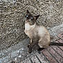 cat, siamese_cat, blue_eyes, animal, pet, outdoor, sidewalk, stone, wall, texture, curious, sitting, whiskers, fur, paw, tail, urban, daylight, looking_up, hand