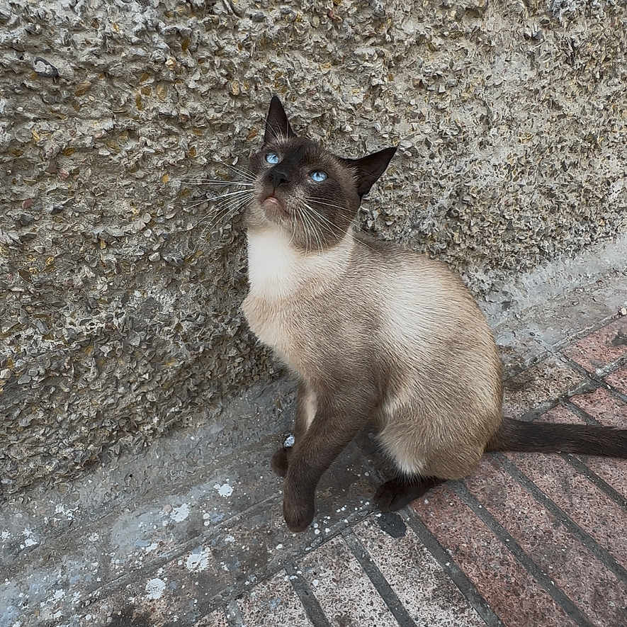 Xmen participe au concours pour gagner de l'argent avec cette photo : animal, blue_eyes, cat, curious, daylight, fur, hand, looking_up, outdoor, paw, pet, siamese_cat, sidewalk, sitting, stone, tail, texture, urban, wall, whiskers