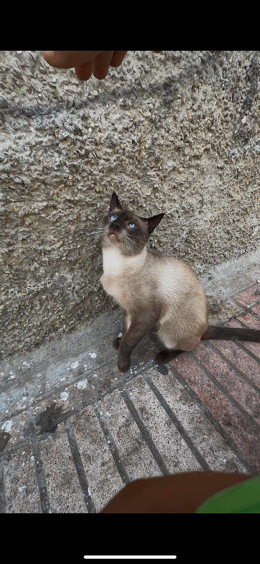 Xmen participe au concours pour gagner de l'argent avec cette photo : cat, siamese_cat, blue_eyes, animal, pet, outdoor, sidewalk, stone, wall, texture, curious, sitting, whiskers, fur, paw, tail, urban, daylight, looking_up, hand
