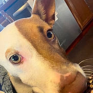 Hazel joined the competition — help win amazing prizes! animal, brown, canine, close_up, curious, dog, domestic, ears, eyes, face, fur, furniture, household, indoor, looking, nose, pet, portrait, texture, white