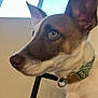 dog, side_profile, close_up, indoor, collar, green_collar, polka_dots, ears, alert, brown_and_white, pet, animal, window, chair, furniture, looking_away, domestic, companion, muzzle, portrait