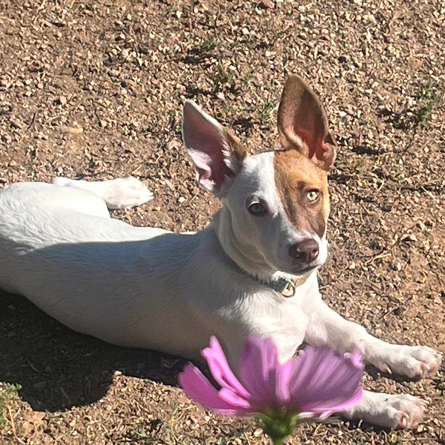Hazel is registered to the contest to win money with this photo: animal, brown, closeup, collar, cute, daytime, dog, ear, flower, fur, grass, ground, lying_down, nature, outdoor, pet, plant, relaxed, sunlight, white