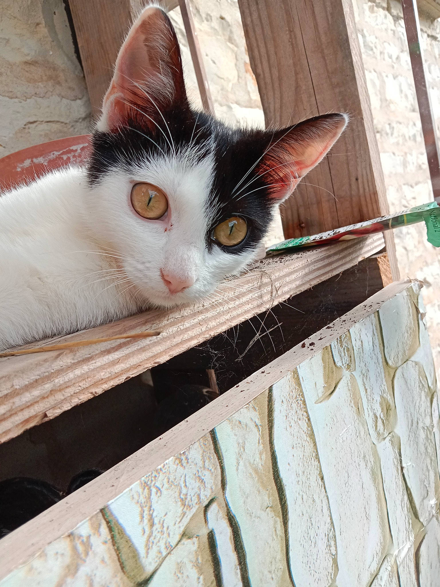 Suki participe au concours pour gagner de l'argent avec cette photo : box, carnivore, cat, domestic_short_haired_cat, eye, fawn, felidae, fur, hardwood, head, paw, small_to_medium_sized_cats, snout, tail, whiskers, window, wood