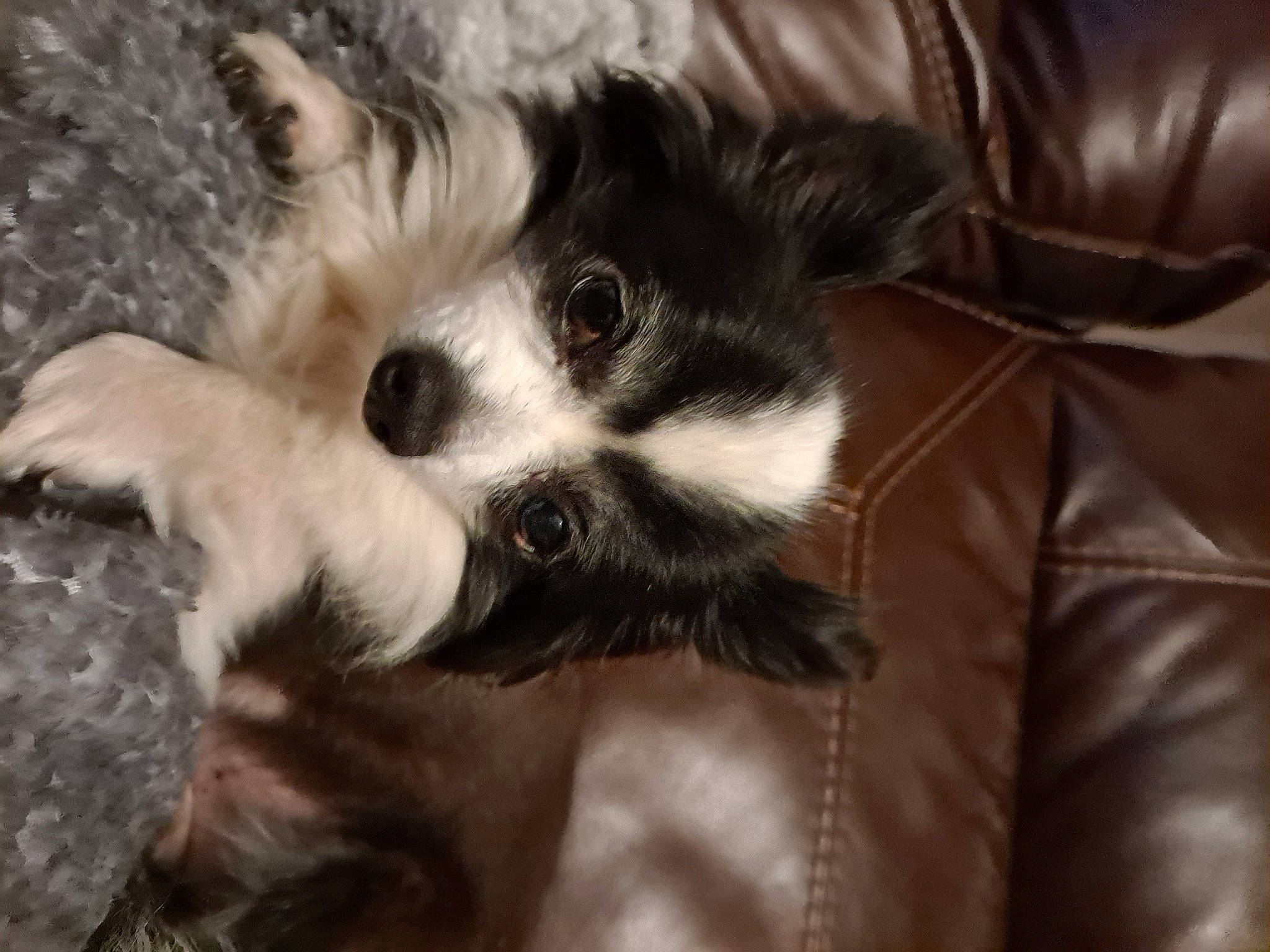 Spike is registered to the contest to win money with this photo: canidae, carnivore, claw, comfort, companion_dog, dog_breed, fawn, felidae, fur, leather, leather_jacket, paw, sleeve, small_to_medium_sized_cats, snout, tail, terrestrial_animal, toy_dog, whiskers, wildlife