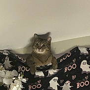 Ditto joined the competition — help win amazing prizes! cat, feline, pet, blanket, ghost_pattern, boo, orchid, flowers, indoor, wall, paws, eyes, fur, cozy, portrait, cute, home_decor, sitting, peek, holiday