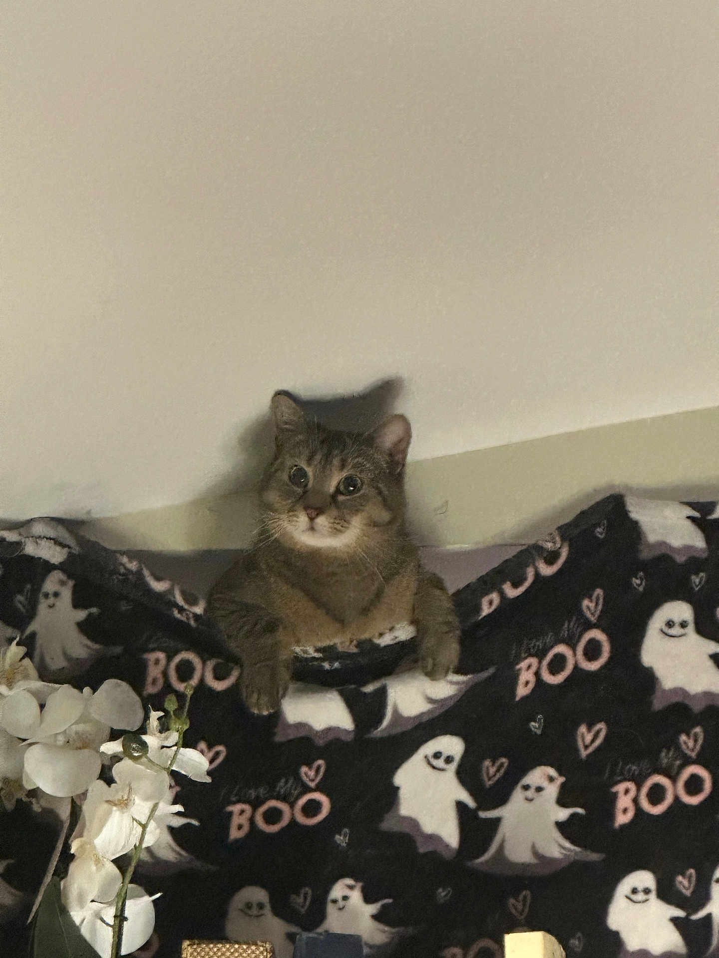 Ditto joined the competition — help win amazing prizes! cat, feline, pet, blanket, ghost_pattern, boo, orchid, flowers, indoor, wall, paws, eyes, fur, cozy, portrait, cute, home_decor, sitting, peek, holiday