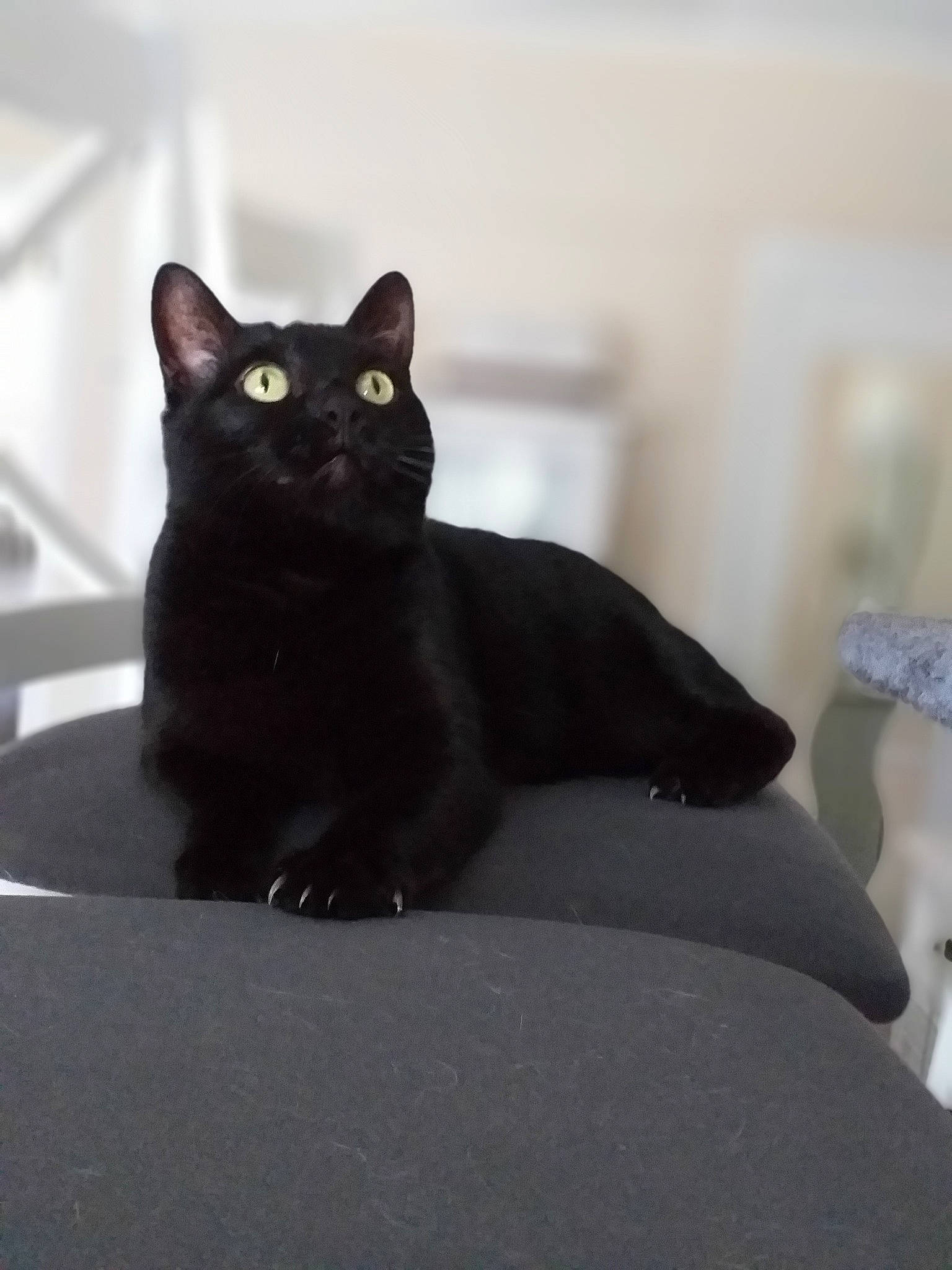 Vampire participe au concours pour gagner de l'argent avec cette photo : black_cat, bombay, carnivore, cat, comfort, domestic_short_haired_cat, felidae, fur, small_to_medium_sized_cats, snout, tail, terrestrial_animal, whiskers