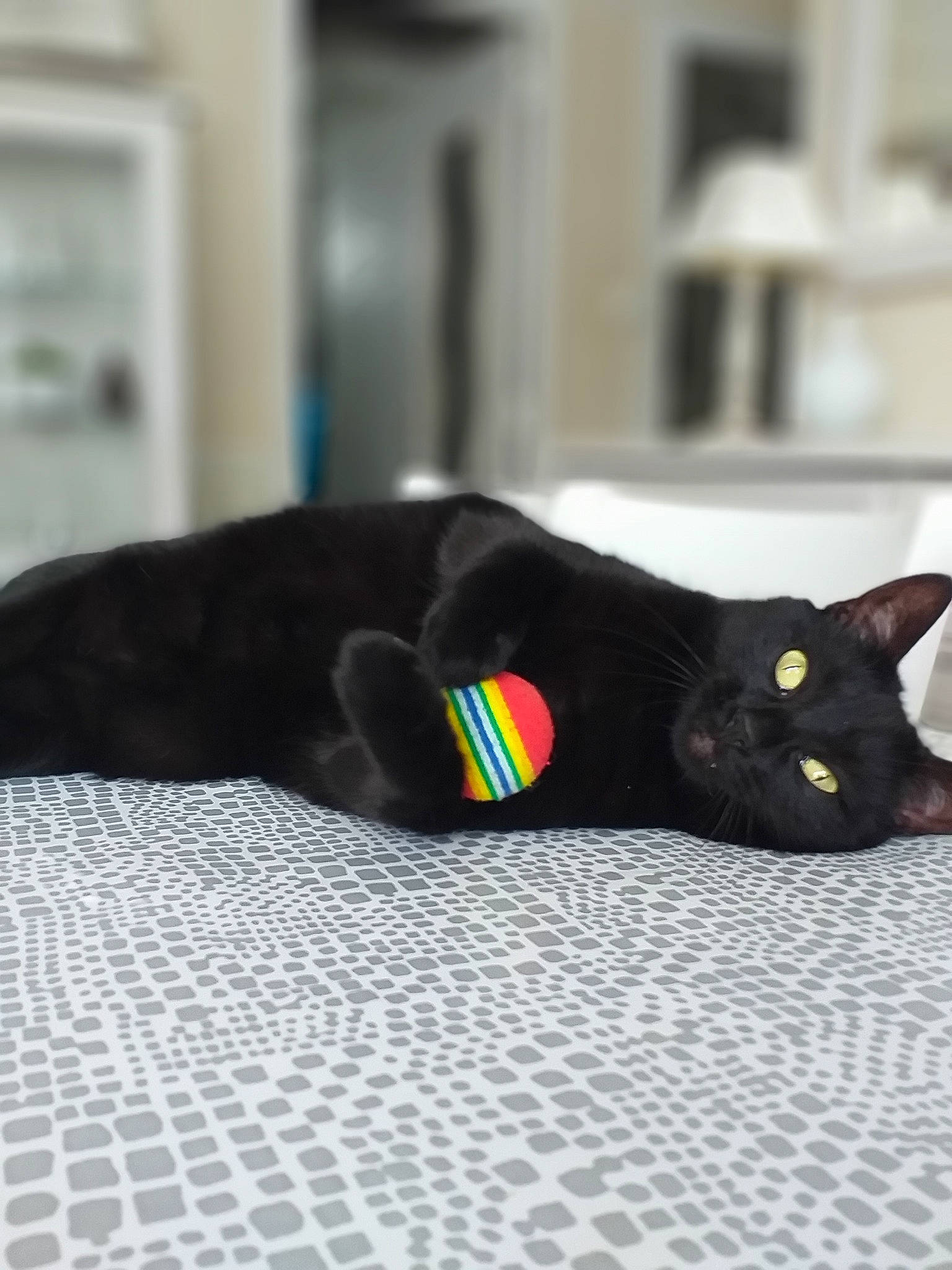 Vampire a rejoint le concours — aidez-le/la à gagner de superbes lots ! black_cat, bombay, canidae, carnivore, cat, claw, comfort, companion_dog, dog_breed, domestic_short_haired_cat, felidae, flooring, fur, linens, paw, small_to_medium_sized_cats, snout, tail, terrestrial_animal, whiskers