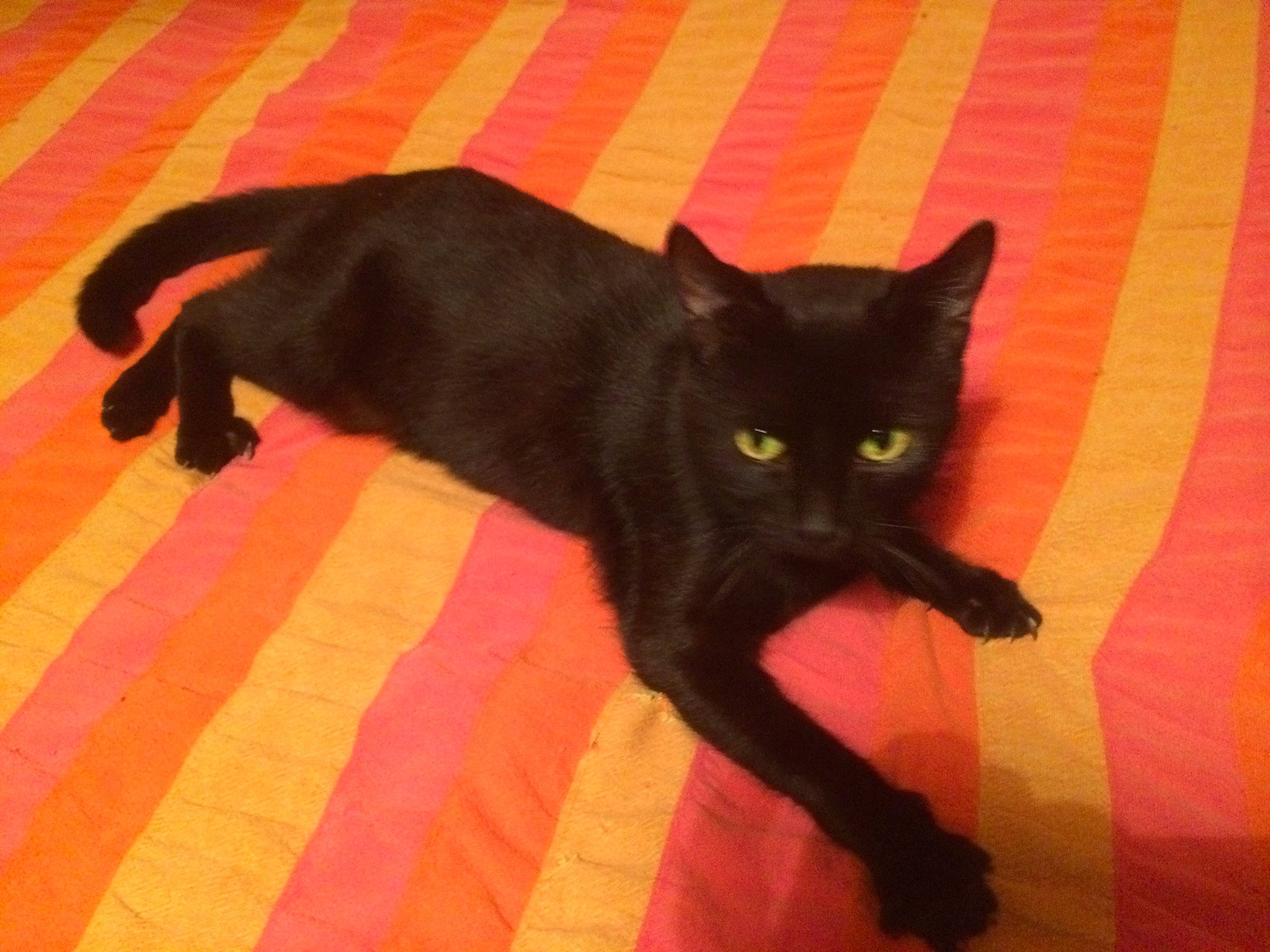 Vampire participe au concours pour gagner de l'argent avec cette photo : black_cat, bombay, carnivore, cat, claw, comfort, domestic_short_haired_cat, felidae, floor, flooring, fur, hardwood, paw, plant, shadow, small_to_medium_sized_cats, snout, tail, whiskers, wood