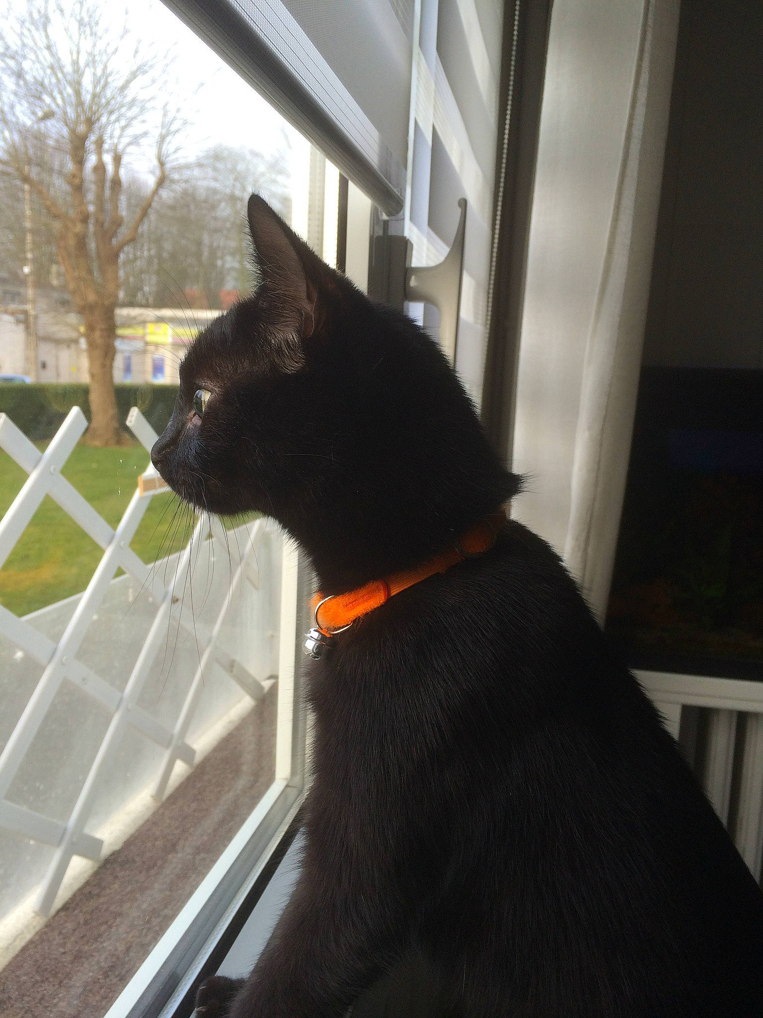 Vampire a rejoint le concours — aidez-le/la à gagner de superbes lots ! carnivore, cat, collar, daylighting, door, felidae, fixture, flooring, fur, plant, sky, small_to_medium_sized_cats, tail, terrestrial_animal, tints_and_shades, tree, whiskers, window, windshield, wood