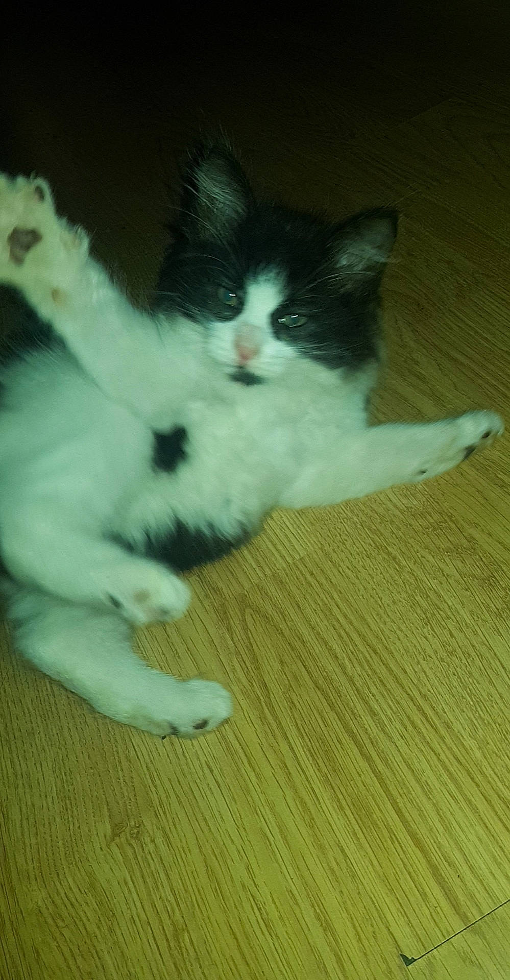 Stitch a rejoint le concours — aidez-le/la à gagner de superbes lots ! carnivore, cat, claw, comfort, domestic_short_haired_cat, felidae, flooring, foot, fur, hardwood, laminate_flooring, paw, sitting, small_to_medium_sized_cats, tail, varnish, whiskers, wood, wood_flooring, wood_stain