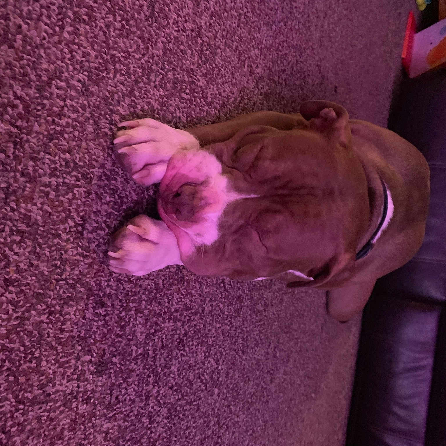 Bro is registered to the contest to win money with this photo: canidae, carnivore, comfort, companion_dog, dog, dog_breed, fawn, flooring, fur, human_body, linens, magenta, pink, purple, room, sporting_group, tail, toy, tree, violet