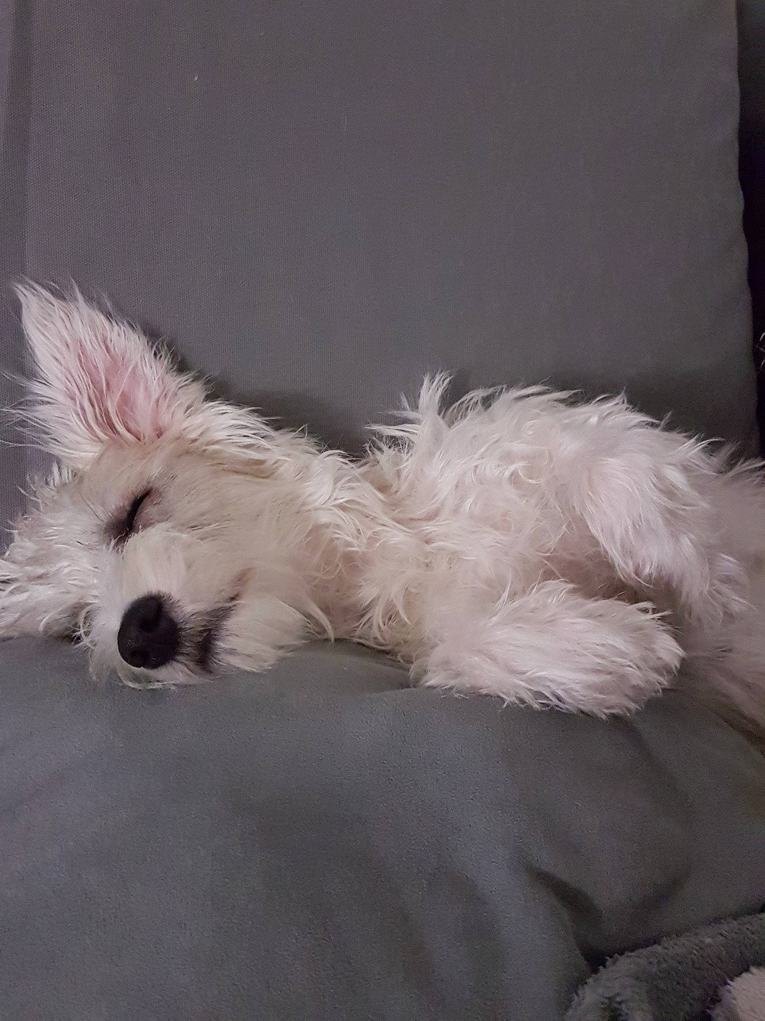 Austen a rejoint le concours — aidez-le/la à gagner de superbes lots ! bichon, bolognese, bolonka, canidae, carnivore, companion_dog, coton_de_tulear, dog, dog_breed, fur, maltepoo, maltese, non_sporting_group, puppy, schnoodle, toy_dog, west_highland_white_terrier