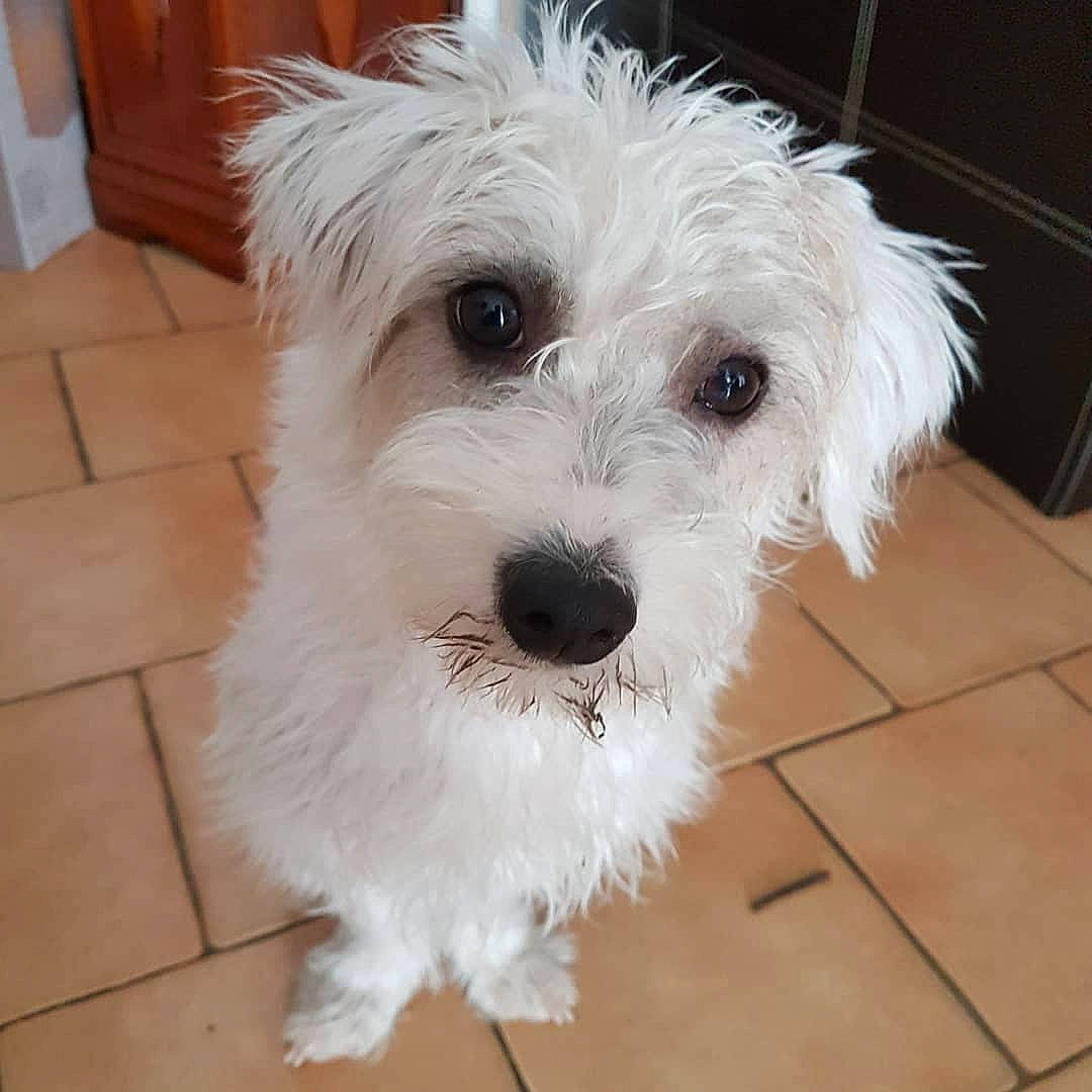 Austen a rejoint le concours — aidez-le/la à gagner de superbes lots ! canidae, carnivore, companion_dog, coton_de_tulear, dog, dog_breed, havanese, kyi_leo, maltepoo, maltese, mammal, morkie, puppy, schnoodle, small_terrier, snout, sporting_lucas_terrier, terrier, vertebrate, west_highland_white_terrier
