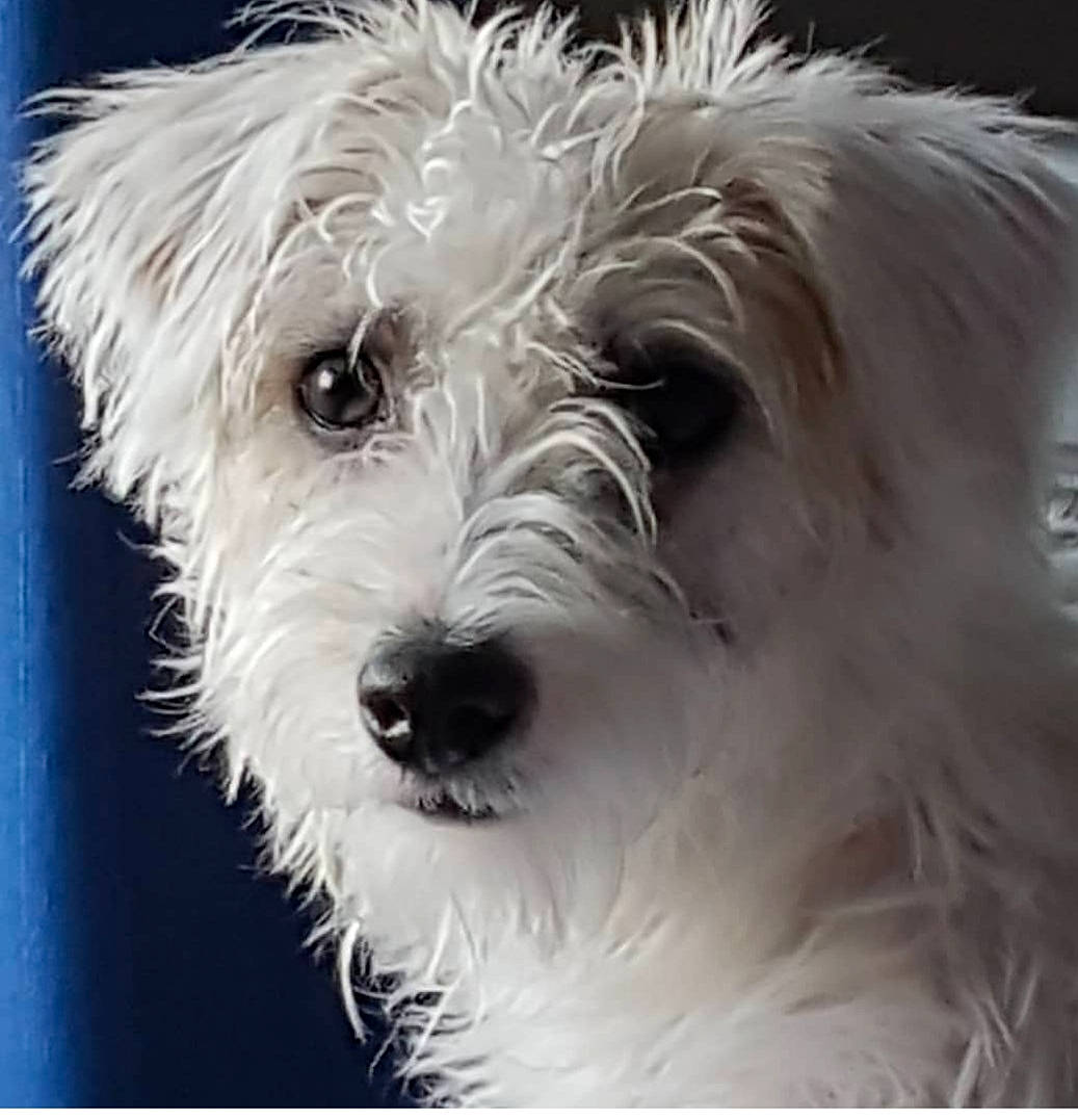 Austen a rejoint le concours — aidez-le/la à gagner de superbes lots ! canidae, carnivore, companion_dog, coton_de_tulear, dog, dog_breed, dutch_smoushond, havanese, kyi_leo, maltepoo, maltese, mammal, miniature_schnauzer, puppy, rare_breed_dog, schnoodle, snout, terrier, vertebrate, west_highland_white_terrier