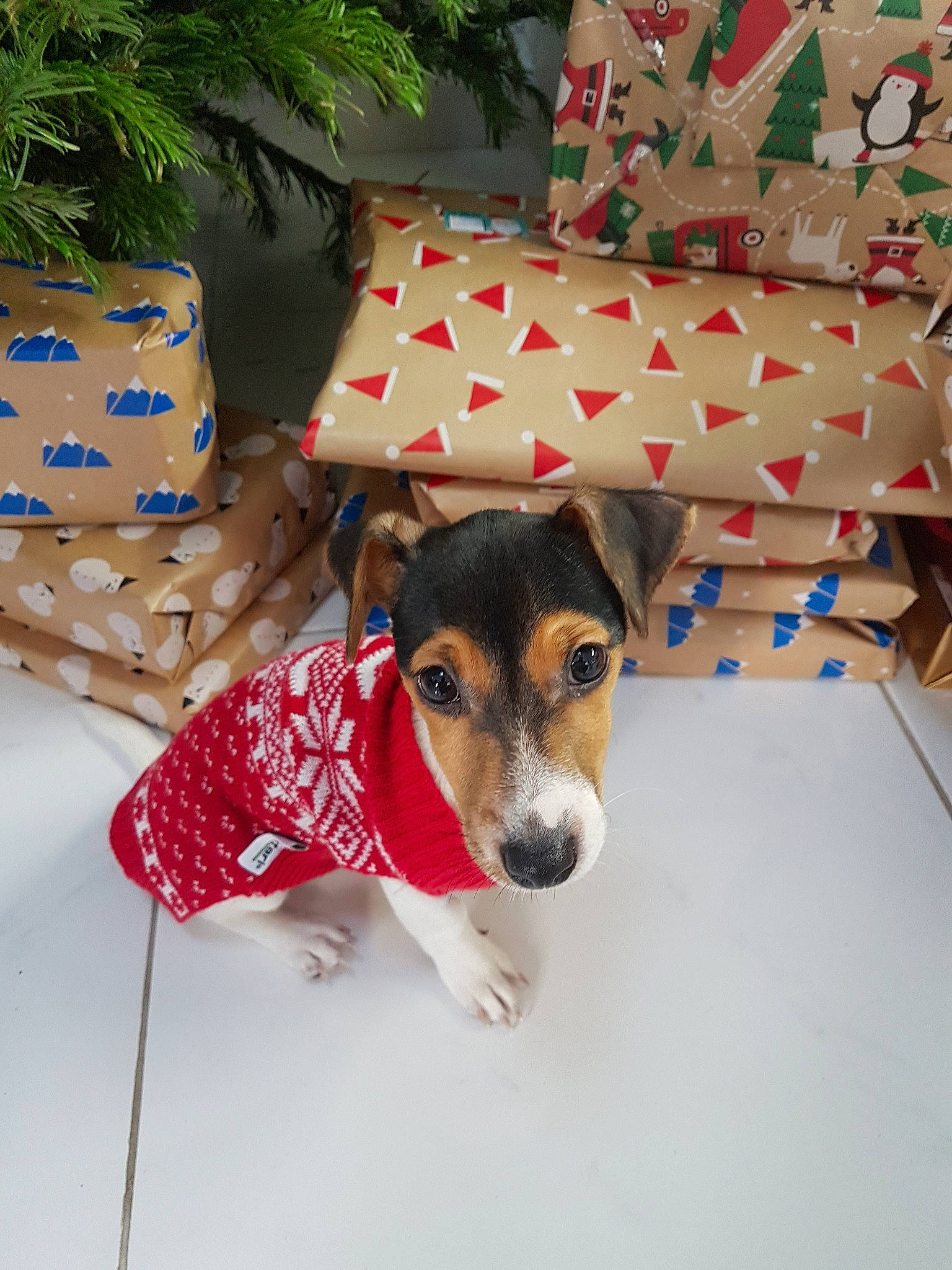 Jupiter participe au concours pour gagner de l'argent avec cette photo : brazilian_terrier, canidae, carnivore, companion_dog, danish_swedish_farmdog, dog, dog_breed, fox_terrier, jack_russell_terrier, mammal, miniature_fox_terrier, paw, puppy, rat_terrier, russell_terrier, smooth_fox_terrier, snout, teddy_roosevelt_terrier, terrier, vertebrate