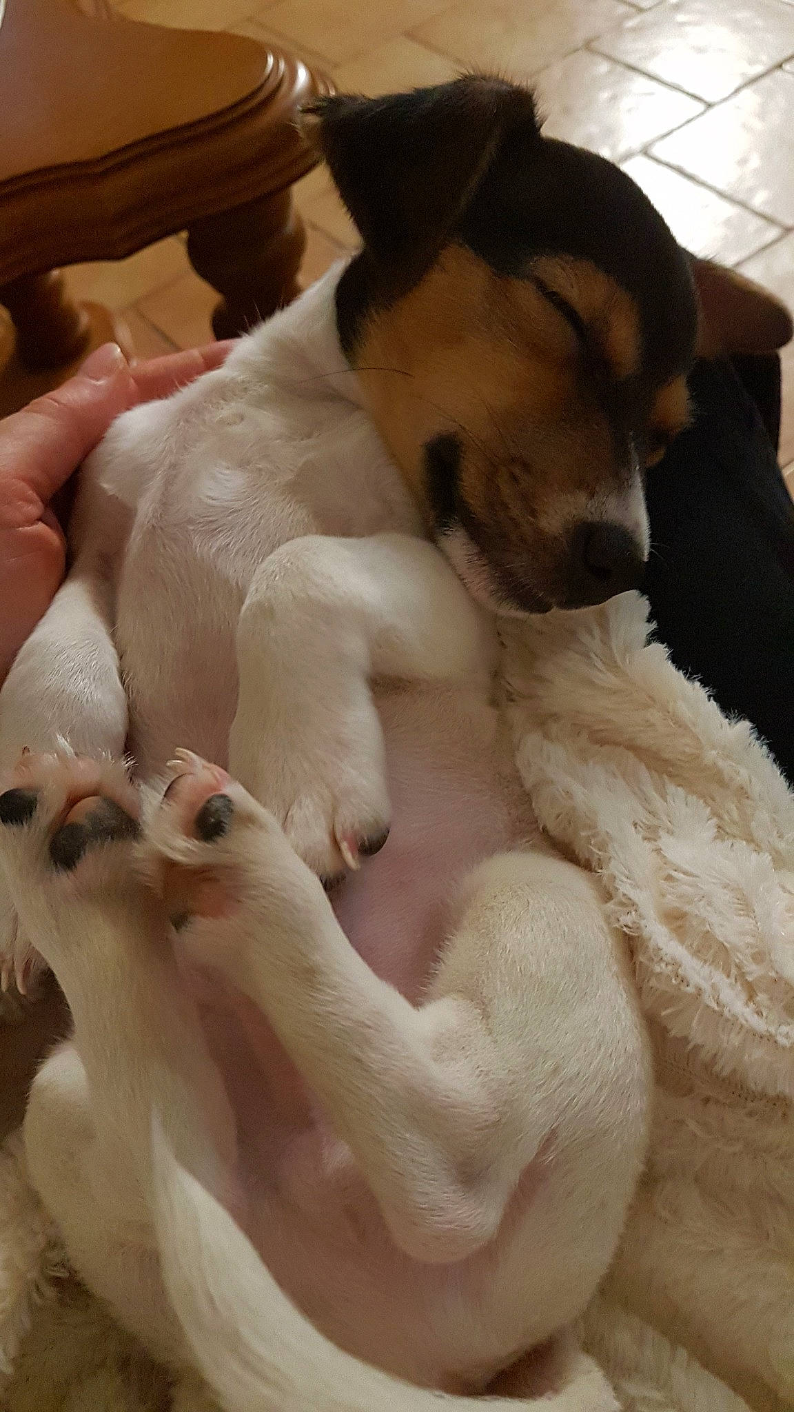 Jupiter participe au concours pour gagner de l'argent avec cette photo : canidae, carnivore, companion_dog, danish_swedish_farmdog, dog, dog_breed, fawn, fox_terrier, mammal, miniature_fox_terrier, paw, puppy, puppy_love, rat_terrier, ratonero_bodeguero_andaluz, russell_terrier, smooth_fox_terrier, toy_fox_terrier