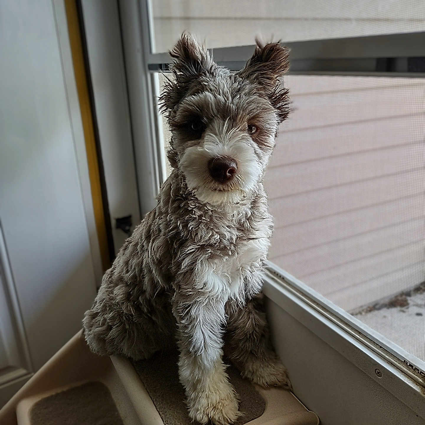 Evie