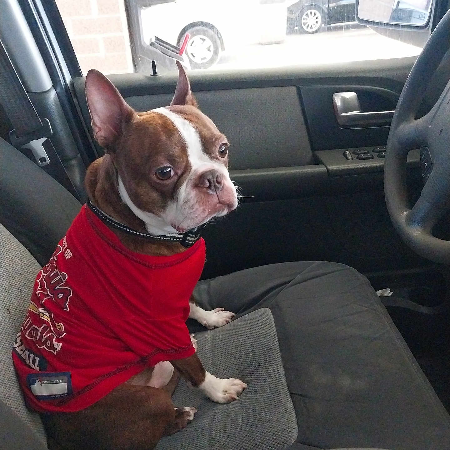 Loki is registered to the contest to win money with this photo: animal, boston_terrier, car_interior, casual, collar, daylight, dog, door_handle, gray_seat, indoor, looking_away, pet, red_shirt, seat, seatbelt, side_mirror, sitting, steering_wheel, vehicle, window