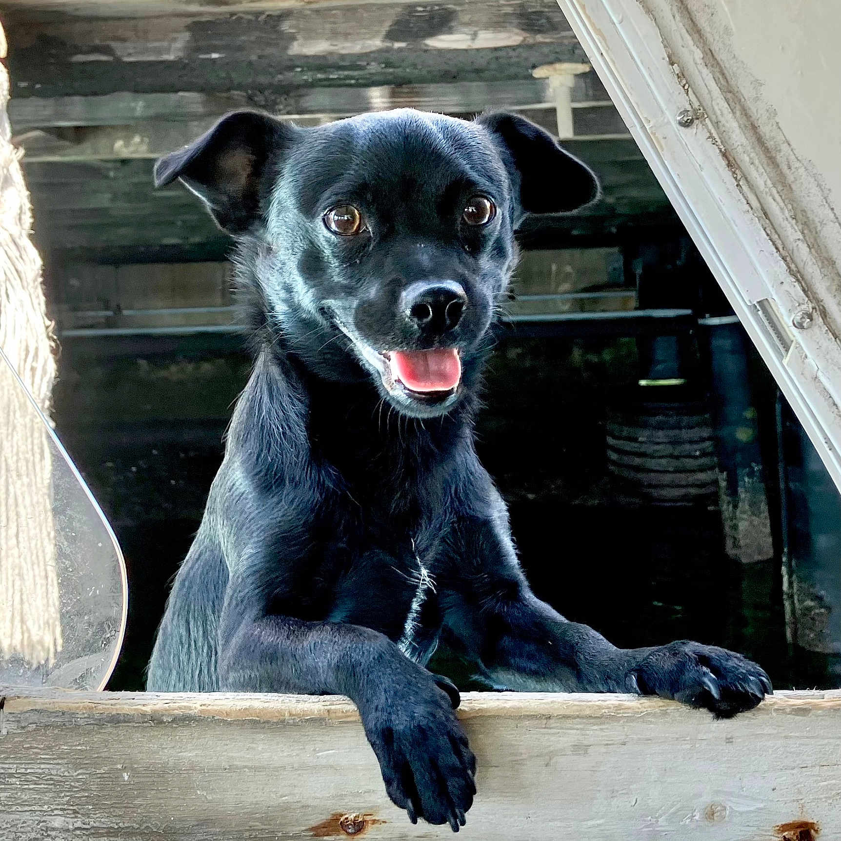 Buddy is registered to the contest to win money with this photo: animal, black_dog, canine, closeup, cute, dog, domestic_animal, ears, friendly, happy, leisure, looking, outdoor, paw, pet, portrait, rustic, smiling, tongue, wood