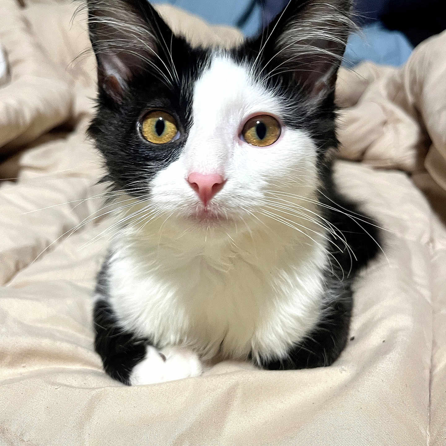 Ollie