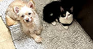Ollie joined the competition — help win amazing prizes! animal, black_and_white_cat, cabinet, cat, companion, corner, cozy, curious, cute, dog, domestic, floor, furry, indoor, light_fur_dog, looking_up, pet, resting, rug, tile_floor