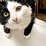 Ollie is registered to the contest to win money with this photo: animal, black_and_white, cat, close_up, curious, cute, domestic_animal, face, feline, fur, household, indoor, looking, mammal, pet, playful, portrait, sink, whiskers, yellow_eyes