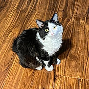 Ollie joined the competition — help win amazing prizes! cat, black_and_white, yellow_eyes, fluffy, sitting, wooden_floor, indoor, pet, animal, curious, fur, whiskers, ears, cute, domestic, looking_up, flooring, mammal, feline, alert