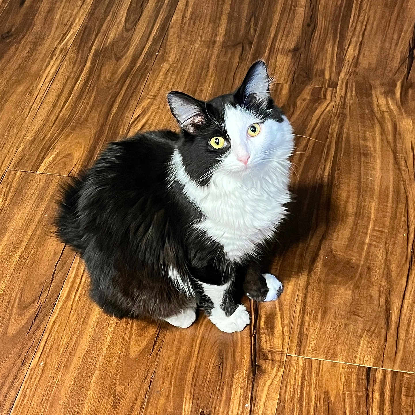 Ollie joined the competition — help win amazing prizes! cat, black_and_white, yellow_eyes, fluffy, sitting, wooden_floor, indoor, pet, animal, curious, fur, whiskers, ears, cute, domestic, looking_up, flooring, mammal, feline, alert