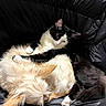 Ollie joined the competition — help win amazing prizes! animal, black_and_white_cat, cat, companion, cozy, cuddling, cute, dog, domestic_animal, fluffy_dog, friendship, fur, indoor, leather_sofa, paw, pet, relaxed, resting, sleeping, snuggling