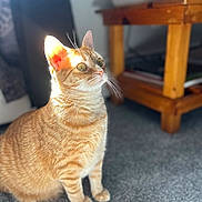 Cannoli is registered to the contest to win money with this photo: animal, carpet, cat, cozy, curious, domestic_animal, ears, eyes, feline, fur, home_interior, indoor, orange_tabby, pet, shadow, side_view, sitting, sunlight, whiskers, wooden_table