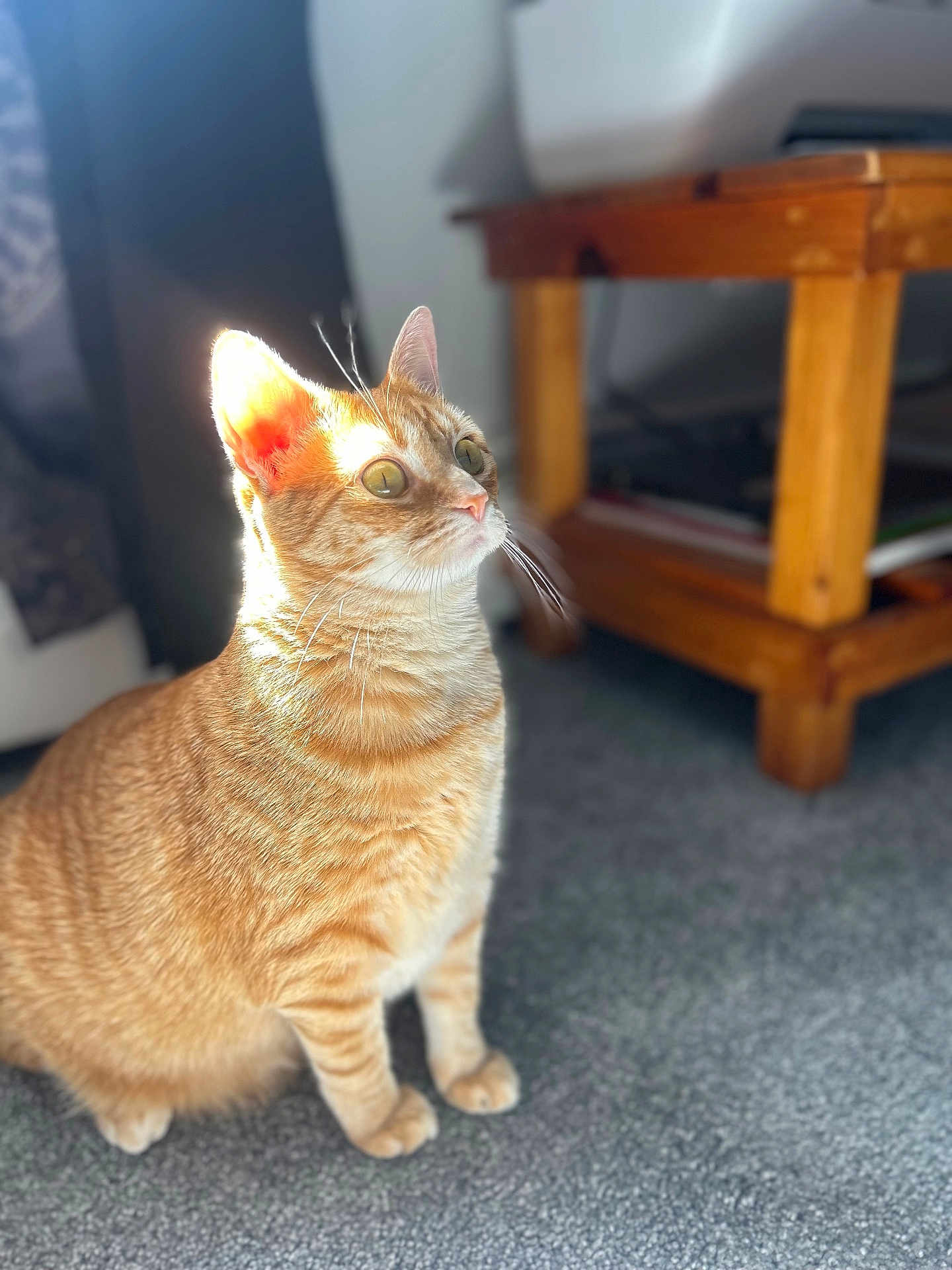 Cannoli is registered to the contest to win money with this photo: animal, carpet, cat, cozy, curious, domestic_animal, ears, eyes, feline, fur, home_interior, indoor, orange_tabby, pet, shadow, side_view, sitting, sunlight, whiskers, wooden_table