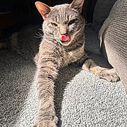 Oliver Twist joined the competition — help win amazing prizes! animal, carpet, cat, closeup, couch, cozy, cute, feline, fur, gray_tabby, home, indoor, paw, pet, relaxed, stretching, sunlight, tongue, tongue_out, whiskers
