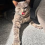 animal, carpet, cat, closeup, couch, cozy, cute, feline, fur, gray_tabby, home, indoor, paw, pet, relaxed, stretching, sunlight, tongue, tongue_out, whiskers