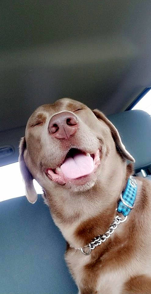 Zayn joined the competition — help win amazing prizes! carnivore, collar, companion_dog, dog, dog_breed, dog_collar, ear, eyelash, fawn, fur, jaw, jewellery, leash, smile, snout, sporting_group, whiskers, working_animal, wrinkle, yawn
