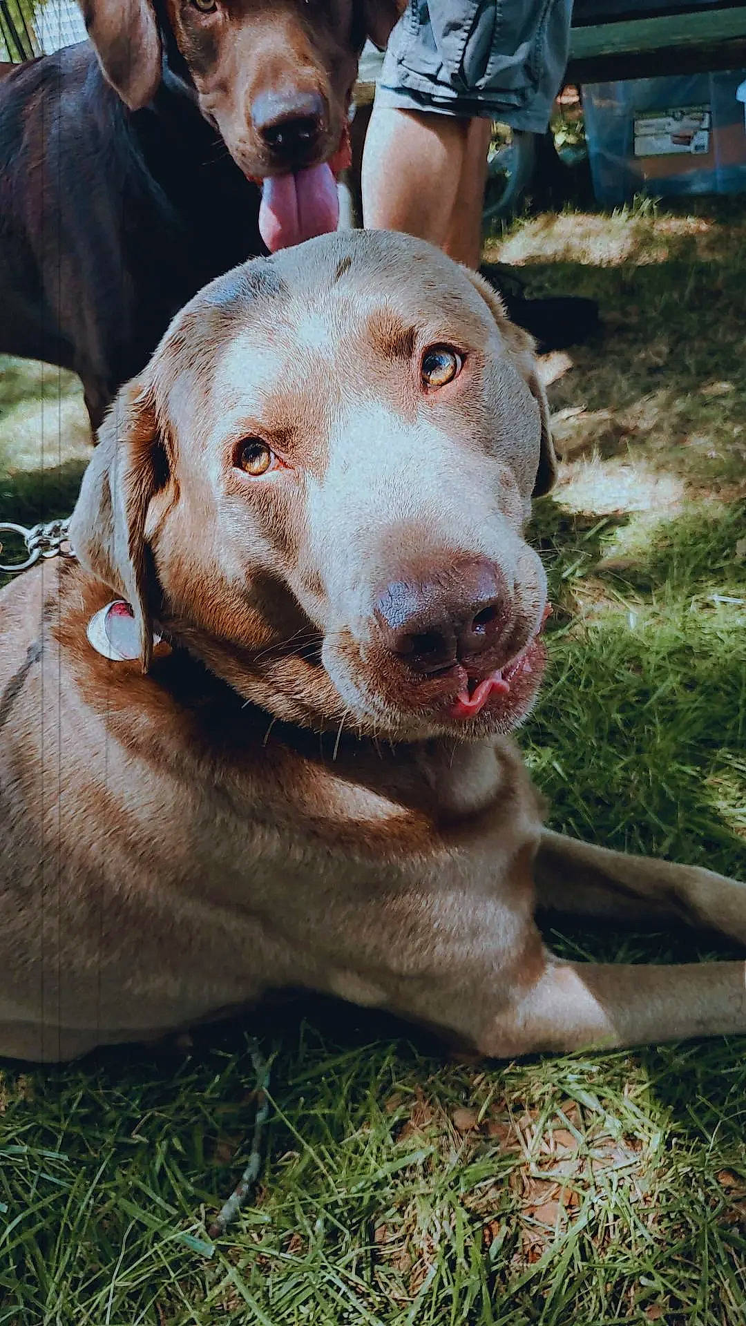 Zayn joined the competition — help win amazing prizes! canidae, carnivore, collar, companion_dog, dog, dog_breed, dog_collar, fawn, fur, grass, guard_dog, labrador_retriever, liver, pointing_breed, retriever, snout, sporting_group, terrestrial_animal, whiskers, working_animal