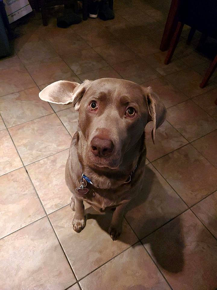 Zayn is registered to the contest to win money with this photo: carnivore, chair, collar, companion_dog, dog, dog_breed, dog_collar, fawn, floor, flooring, hardwood, liver, retriever, snout, sporting_group, tail, tile, whiskers, wood, working_animal