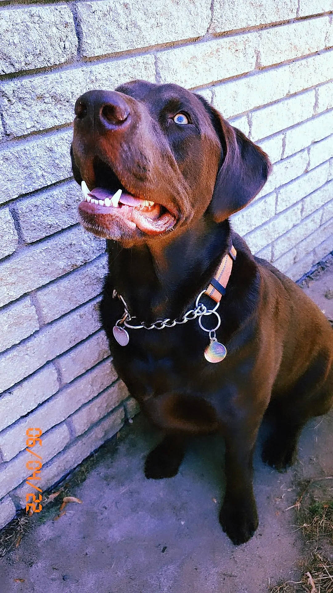 Ozzy joined the competition — help win amazing prizes! canidae, carnivore, collar, companion_dog, dog, dog_breed, dog_collar, dog_supply, fawn, fur, gun_dog, hunting_dog, leash, liver, pet_supply, snout, sporting_group, whiskers, working_animal, working_dog