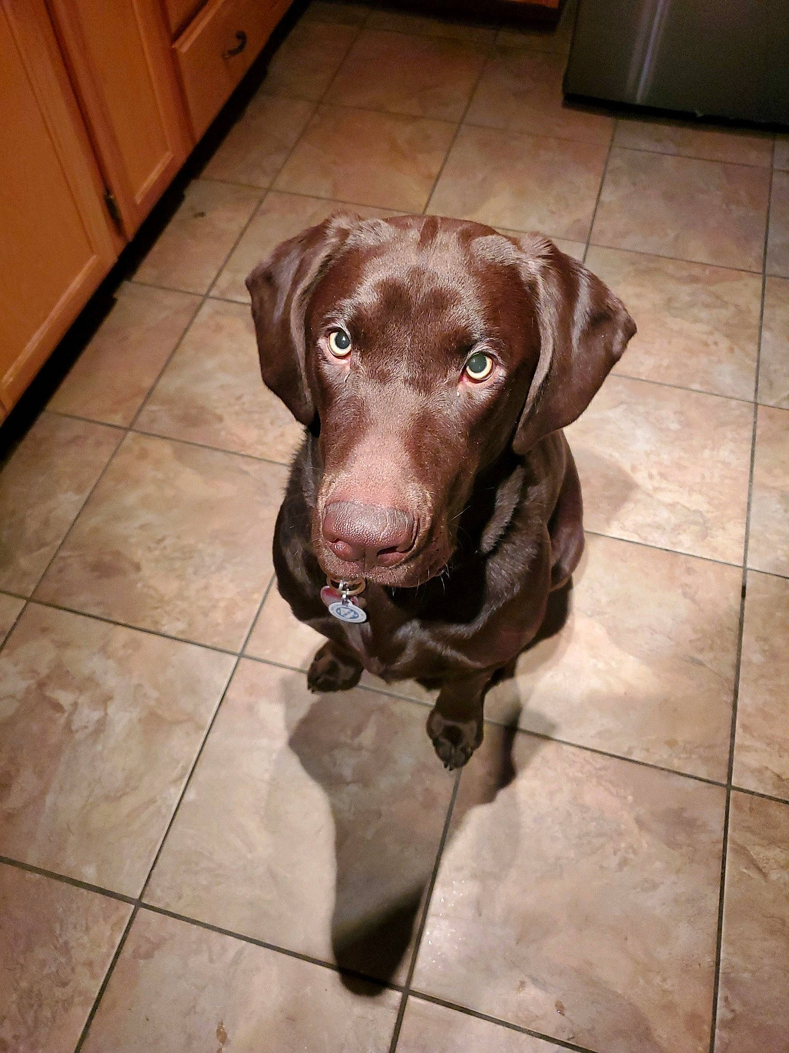 Ozzy is registered to the contest to win money with this photo: cabinetry, carnivore, companion_dog, dog, dog_breed, dog_collar, drawer, eye, fawn, floor, flooring, fur, hardwood, liver, snout, sporting_group, tile_flooring, whiskers, wood, working_animal