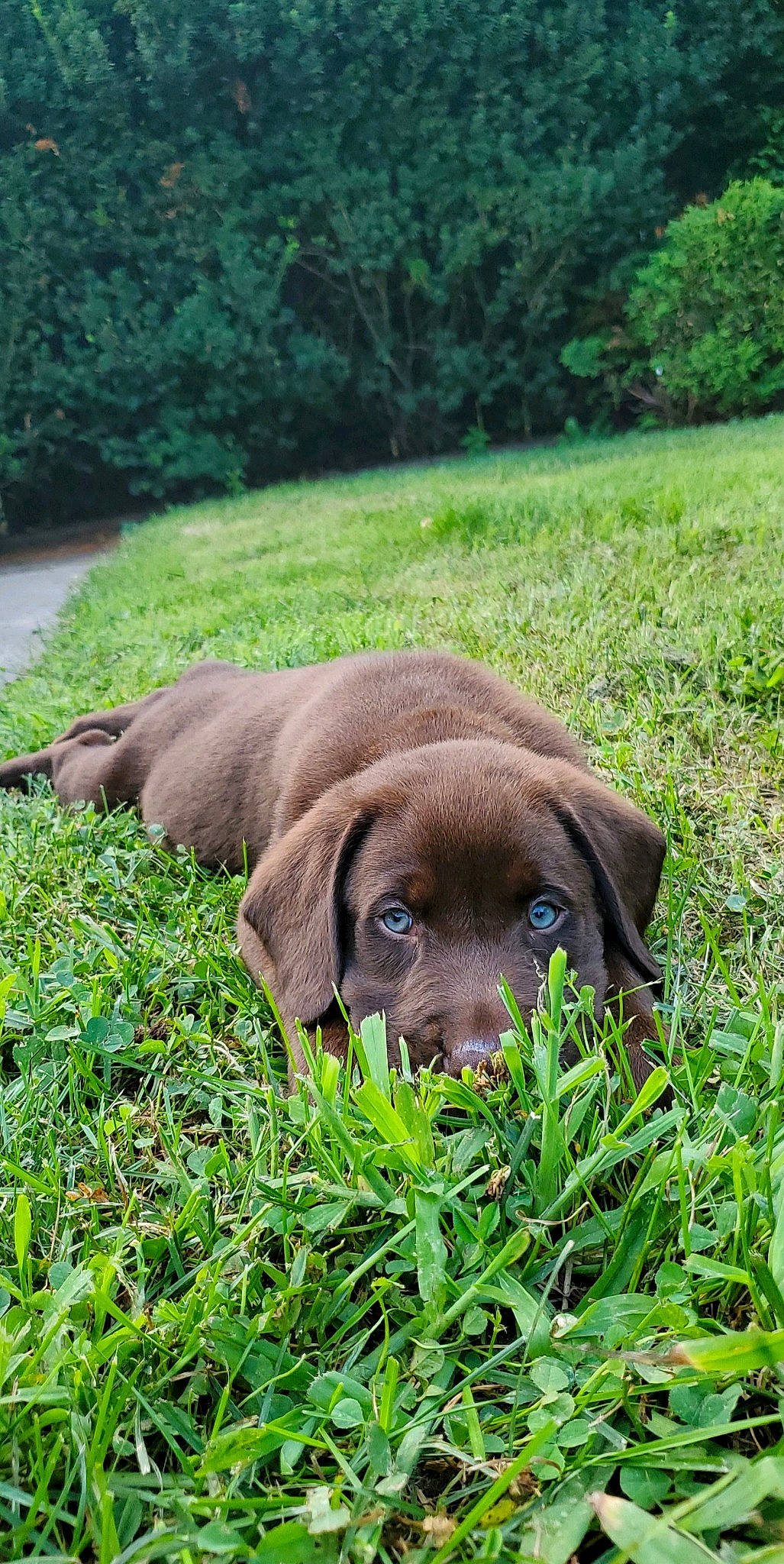 Ozzy joined the competition — help win amazing prizes! canidae, carnivore, companion_dog, dog, dog_breed, dog_collar, fawn, grass, grassland, groundcover, gun_dog, liver, pasture, plant, snout, sporting_group, terrestrial_animal, tree, whiskers, working_animal