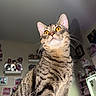 Max joined the competition — help win amazing prizes! cat, tabby, feline, pet, animal, golden_eyes, whiskers, ears, striped_fur, short_hair, sitting, portrait, close_up, indoors, home, room, shelves, colorful_background, alert, curious
