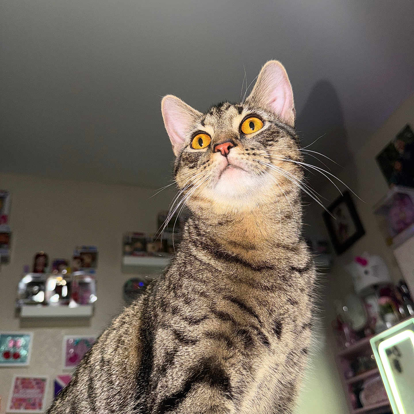 Max joined the competition — help win amazing prizes! cat, tabby, feline, pet, animal, golden_eyes, whiskers, ears, striped_fur, short_hair, sitting, portrait, close_up, indoors, home, room, shelves, colorful_background, alert, curious