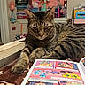 Max is registered to the contest to win money with this photo: cat, tabby_cat, pet, animal, feline, striped_fur, green_eyes, ears, whiskers, paws, lying_down, indoor, bedroom, comic_book, book, reading, toys, plush_toys, shelf, portrait