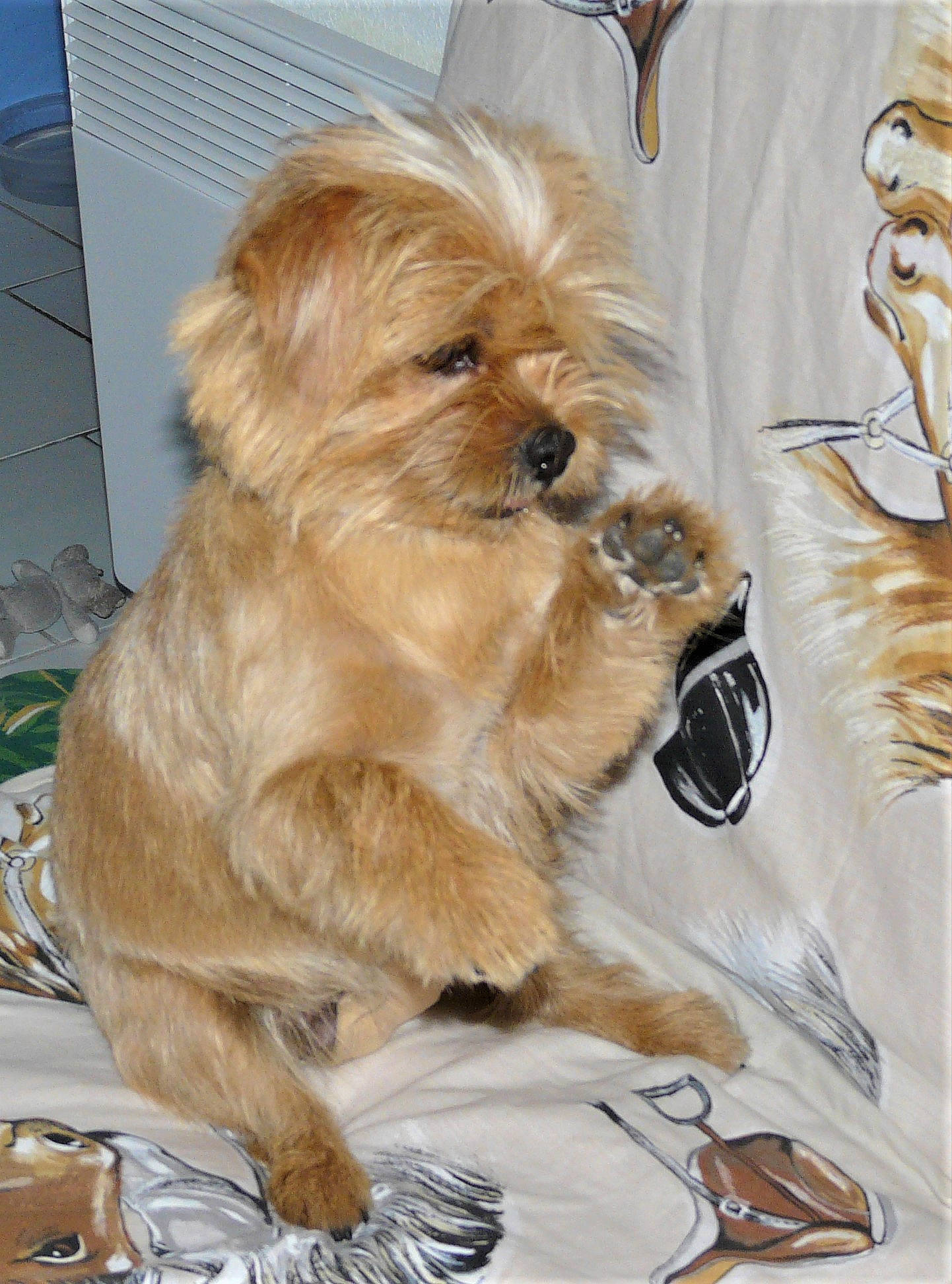 CANNELLE a rejoint le concours — aidez-le/la à gagner de superbes lots ! canidae, carnivore, companion_dog, dog, dog_breed, dog_supply, fawn, firefighter, fur, liver, maltepoo, non_sporting_group, puppy, small_terrier, snout, sporting_group, terrier, toy_dog, working_animal, yorkipoo